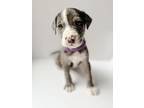 Adopt Snickerdoodle a Catahoula Leopard Dog / Mixed Breed (Medium) dog in