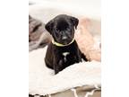 Adopt Brownie a Black - with White Catahoula Leopard Dog / Mixed Breed (Medium)
