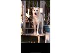 Adopt Baloo a Tan/Yellow/Fawn Labrador Retriever dog in Cedartown, GA (41484862)