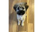 Adopt Artie a Wheaten Terrier dog in Fallbrook, CA (41494785)