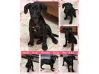 Adopt ALLIE a Black - with White Dachshund / Corgi dog in Mesa, AZ (41530788)