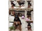 Adopt ADAM a Black - with Brown, Red, Golden, Orange or Chestnut Dachshund /