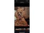 Adopt Martini a Red/Golden/Orange/Chestnut Poodle (Toy or Tea Cup) / Mixed dog