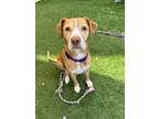 Adopt Sandy a Tan/Yellow/Fawn - with White Bull Terrier / Mixed Breed (Medium)