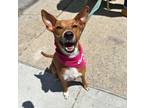Adopt Esperanza a Labrador Retriever / Mixed Breed (Medium) dog in Whitestone