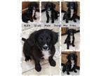 Adopt ALEX a Black - with White Dachshund / Corgi dog in Mesa, AZ (41530779)