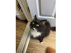 Adopt Zebra a Black & White or Tuxedo Domestic Longhair (medium coat) cat in