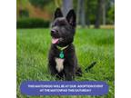 Adopt MADOW 6 Pounds FOSTERED IN NEW JERSEY a Black Australian Shepherd / Border
