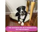 Adopt CROWN 24 Pounds FOSTERED IN NEW JERSEY a Black - with White Border Collie