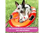 Adopt WESTERN 16 POUNDS FOSTERED IN NEW JERSEY a White - with Black Blue Heeler