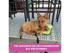 Adopt VICTORY 12 Pounds FOSTERED IN NEW JERSEY a Tan/Yellow/Fawn Collie dog in