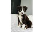 Adopt 0604 Frodo a Red/Golden/Orange/Chestnut - with White Australian Shepherd /