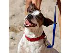 Adopt Louie a White - with Black Basenji / Mixed Breed (Medium) dog in Seminole
