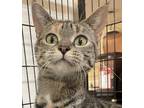 Adopt SKYE a Black (Mostly) Domestic Shorthair / Mixed (short coat) cat in