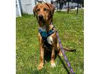 Adopt Boxy a Red/Golden/Orange/Chestnut - with White Mountain Cur dog in