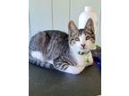 Adopt Bean a Brown Tabby Domestic Shorthair (short coat) cat in Andover