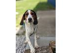 Adopt Dolly a White - with Black Beagle / Mixed dog in Owenton, KY (41530554)