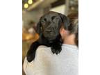 Adopt Fitz a Black Labrador Retriever dog in Raleigh, NC (41530549)