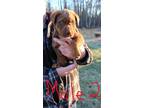 Adopt Moto a Brown/Chocolate - with White Rottweiler / Shepherd (Unknown Type)