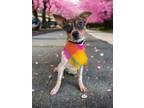 Adopt Gucci a White - with Black Rat Terrier dog in Langley, BC (41530497)