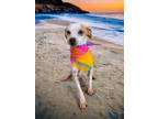 Adopt Dolce a White Rat Terrier dog in Langley, BC (41530496)