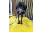 Adopt Falafel a Black Schnauzer (Miniature) / Mixed dog in Garland