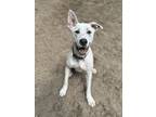 Adopt Benny a White Labrador Retriever / Belgian Malinois dog in Armonk