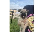 Adopt Eden a Tan/Yellow/Fawn - with Black Pug / Jack Russell Terrier dog in