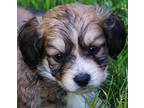Adopt ANDY (OUR CUDDLER) a Brown/Chocolate - with Black Goldendoodle / Mixed dog