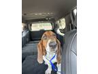 Adopt Beanie a Red/Golden/Orange/Chestnut - with White Basset Hound dog in