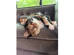 Adopt Patches a Orange or Red (Mostly) Domestic Mediumhair (long coat) cat in