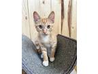 Adopt Morgan’s Toast a Orange or Red Tabby Domestic Shorthair / Mixed (short