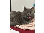 Adopt Nala a Gray or Blue Domestic Mediumhair / Mixed (medium coat) cat in