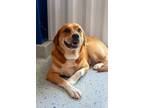 Adopt Honey a Red/Golden/Orange/Chestnut - with White Golden Retriever /