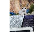 Adopt Mack a Orange or Red Tabby Domestic Shorthair / Mixed (short coat) cat in