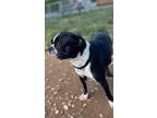 Adopt Sweetie a Black - with White Boston Terrier / Pug dog in Somers