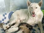 Adopt Porsche a White Husky dog in Moses Lake, WA (41530195)