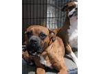 Adopt BUGSY a Boxer dog in Westminster, CO (41483006)