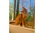 Adopt GRACIE a Spotted Tabby/Leopard Spotted Domestic Shorthair cat in