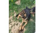 Adopt Chevy a Black - with Tan, Yellow or Fawn German Shepherd Dog / Husky dog