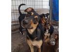 Adopt Coco SC a Shepherd (Unknown Type) / Blue Heeler dog in San Angelo