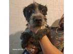 Adopt Leia a Black - with White Jack Russell Terrier dog in Kensington