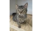 Adopt Brenna ~ Available at PetSmart Warsaw, IN! a Brown Tabby Domestic