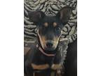 Adopt Roxie a Black - with Tan, Yellow or Fawn German Shepherd Dog dog in