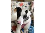 Adopt Peaches a Tricolor (Tan/Brown & Black & White) Australian Shepherd / Mixed
