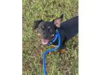 Adopt Cody a Black - with Tan, Yellow or Fawn Dachshund / Mixed Breed (Medium)