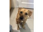 Adopt La La a Tan/Yellow/Fawn Mixed Breed (Medium) / Mixed dog in New York