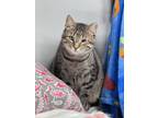 Adopt Bluejay Church FIV+ a Gray, Blue or Silver Tabby Domestic Shorthair /