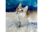 Adopt Garnier a Siamese cat in Wheaton, IL (41530163)