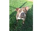 Adopt Journey a Gray/Silver/Salt & Pepper - with White Pit Bull Terrier dog in